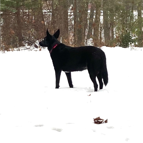 LYADONNA POSH ⭐️ AMBASSADOR 11⭐️ - Picture 2 of 8